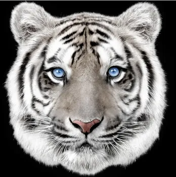 Hot Sale Home Textile: Soft & Comfortable 100% Polyester Luxury Comforter Bedding Set at Cheap Prices