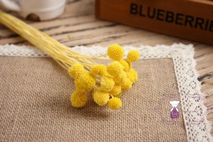 Real natural preserved golden ball flower
