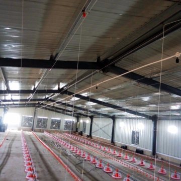 Customized Poultry Shed Equipment with House Construction for One-Stop