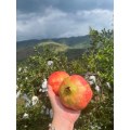 انار دانه نرم تازه برای بازار میوه های ممتاز