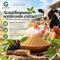 Extracto de Acanthopanax senticosus con eleuterósido E y polisacáridos