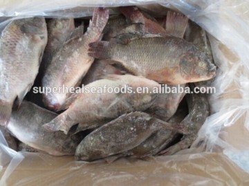 New coming frozen Tilapia Fish whole round