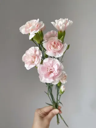 Spray carnation powder prince