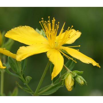 Anti-Despression St. John Wort Extract Hypericin Powder