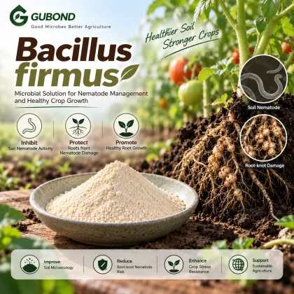 Bacillus firmus Probiotic Powder