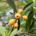 Extracto de hoja de loquat ácido ursólico 25%