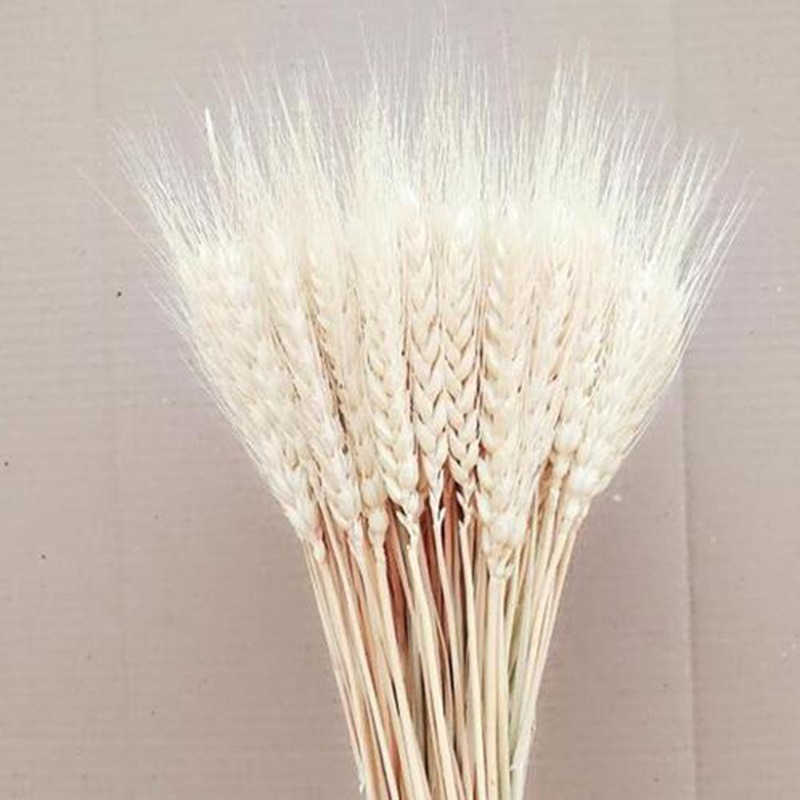 Dried Wheat Ear Bunches Flower Bouquets Natural Raw Color DIY Wedding Party Home Decoration