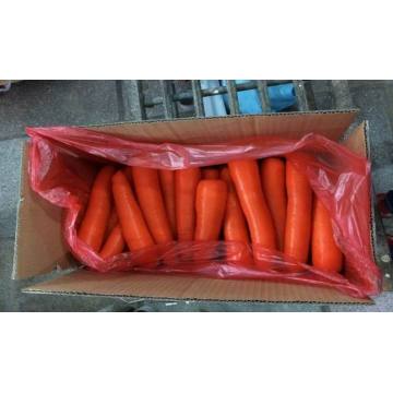 fresh carrot with good quality