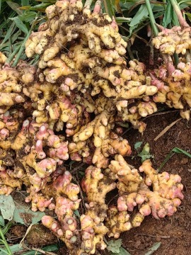 Strong Aroma Small Yellow Ginger