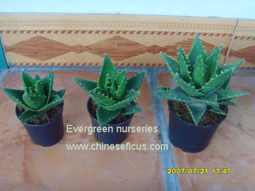 Aloe mitriformis