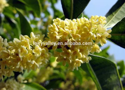 New Crop Sweet-Scented Osmanthus Fragrans Flower Tree Seeds For Planting
