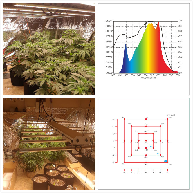 Best LED Grow Lights