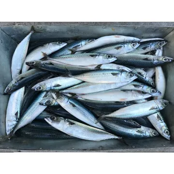 Frozen Whole Round Mackerel Fish For Canned Food