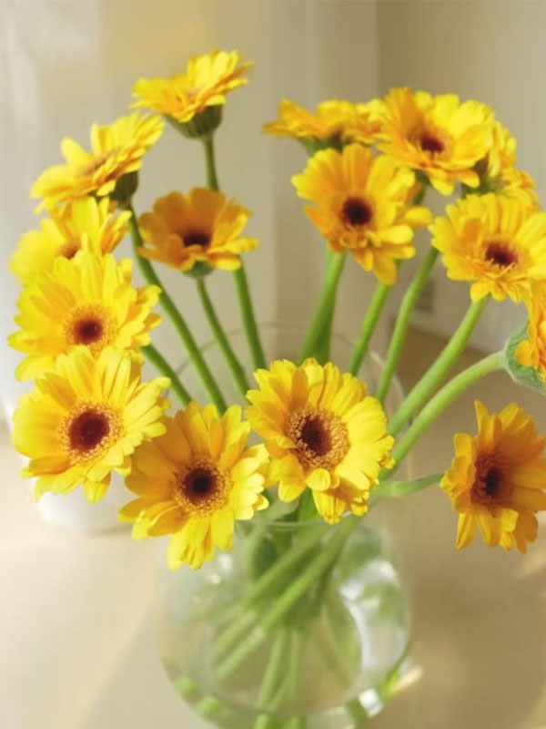 Gerbera Duckling4