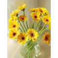 Gerbera হাঁসের আদর্শ চন্দ্রমল্লিকা