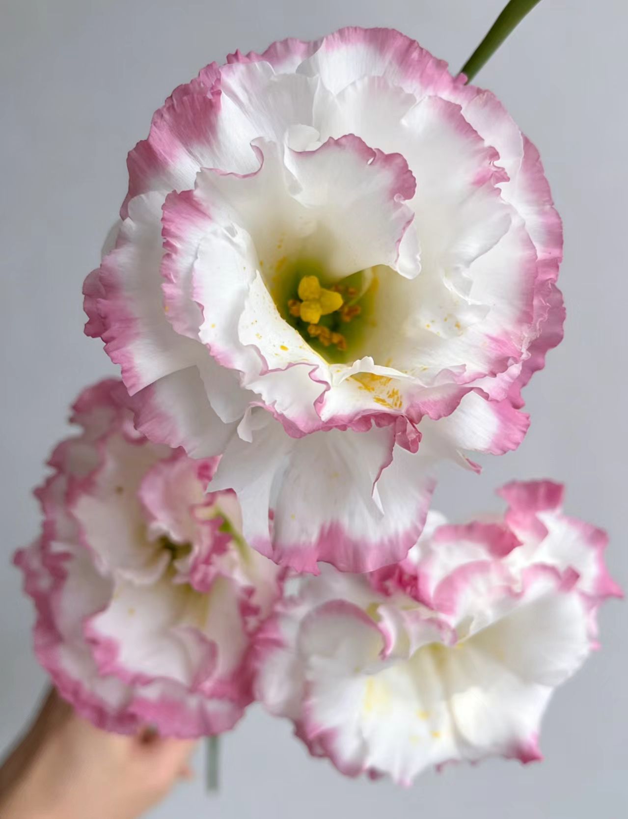 Pink edged lisianthus