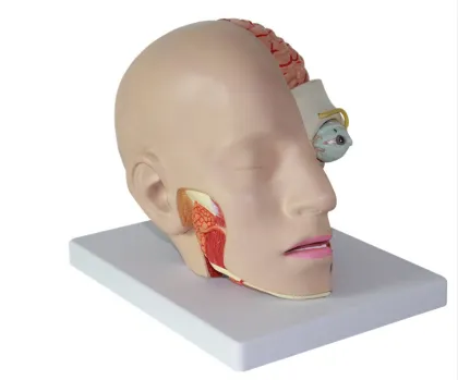 Cerebral Artery Head Anatomy Model