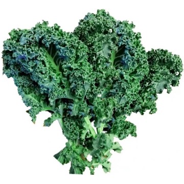 Food Ingredients kale juice powder