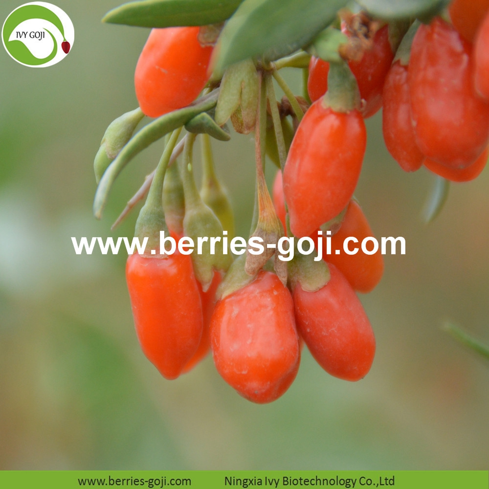 Common Goji Berry