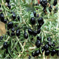 برية سوداء غوجي التوت البري Lycium ruthenicum