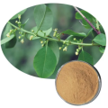 Securinine 10% 20% 10:1 securinega suffruticosa extract