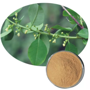 Securinine 10% 20% 10:1 securinega suffruticosa extract