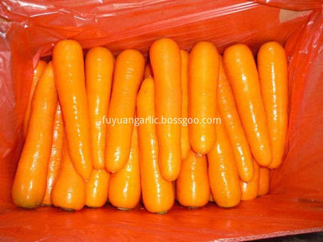 carrot (74)