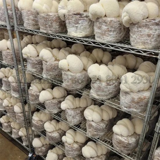 Mushroom Cultivation Bag Racks and Growing Shelves
