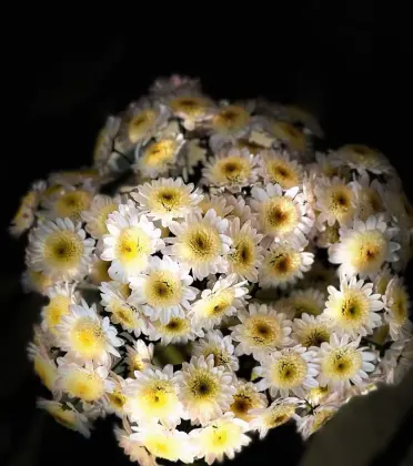 White chrysanthemum with scrambled eggs