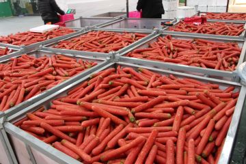 Long Storable Red Core Carrot