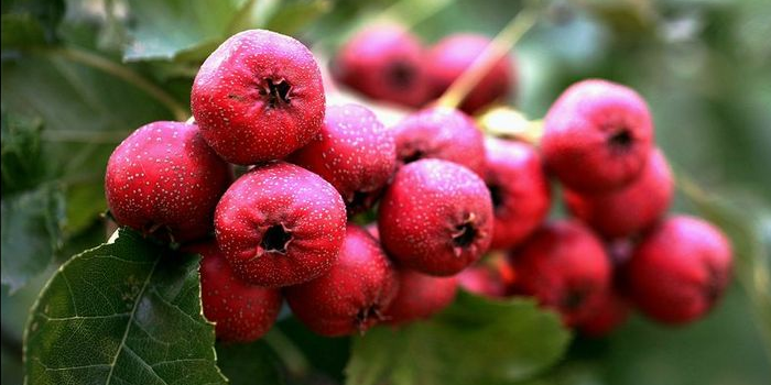 Natural Hawthorn