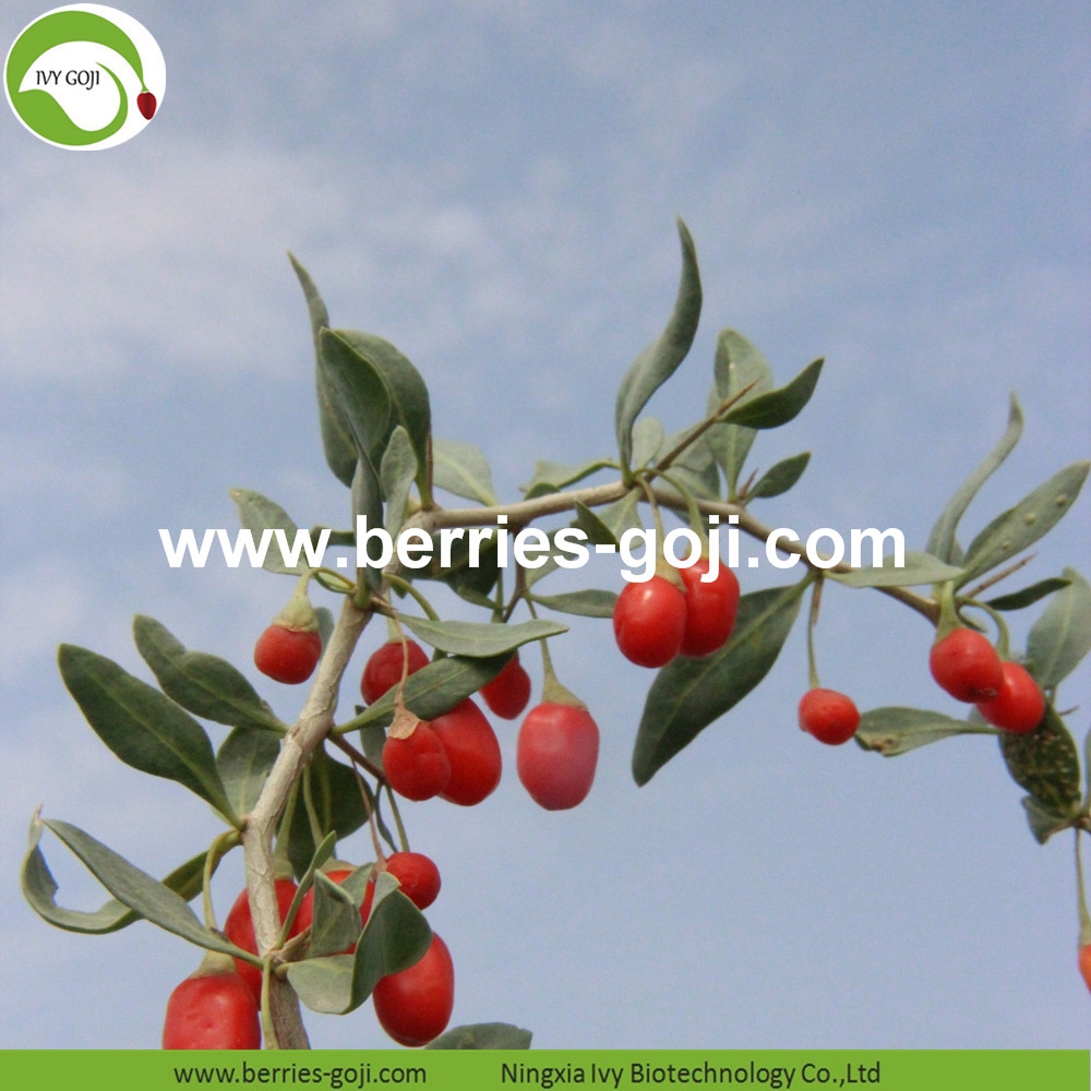 organic goji berry