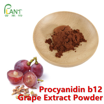 Poudre naturelle d&#39;extrait de pépins de raisin procyanidine b2