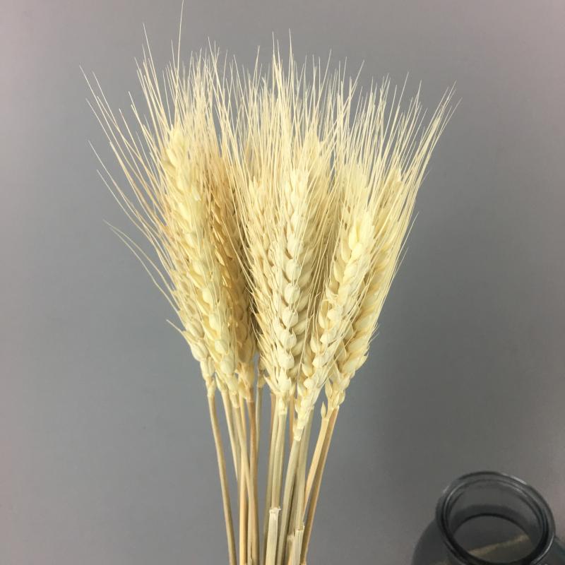 50ps Natural Wheat Ear Wheat Rice Ear Farmhouse Opening Barley Real Dried Flower Bouquet Pastoral Dry Branch Gift Shooting Road