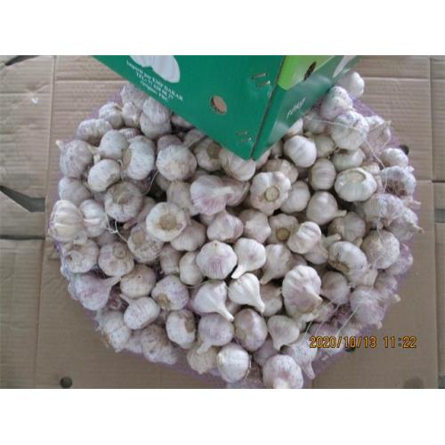 Cold Storing Fresh Normal Garlic