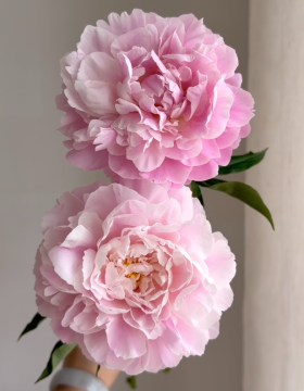 Fresh Cut Pink Peony for Elegant Floral Arrangements