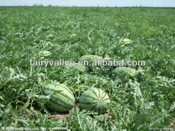 Growing Hybrid Sweet Seedless Watermelons Seeds Growing Instruction