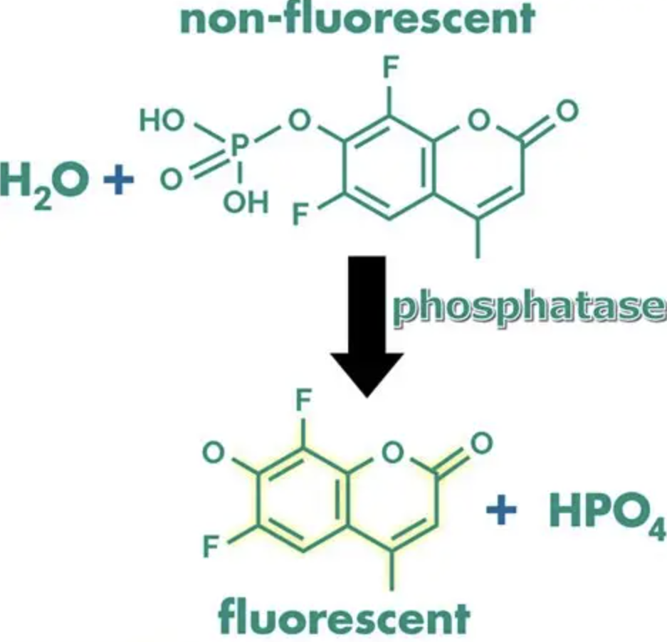Phosphatase for Biotechnology
