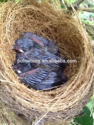 Bird nest pocket