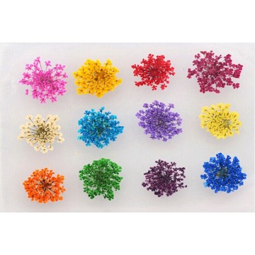 Excellent Reall Flower Decoration Nail Art Dried Flowers