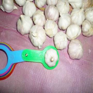 Garlic