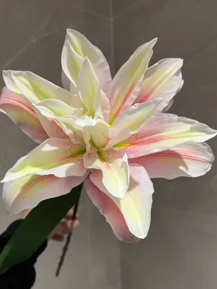 Sara Double Oriental Lily