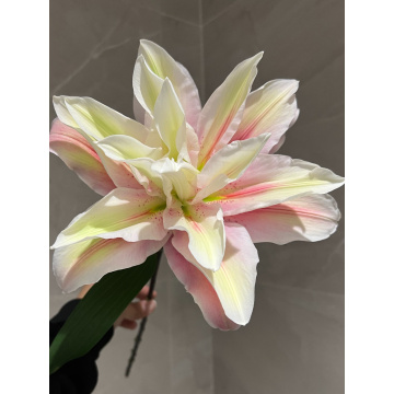 سارة دوبل أورينتال ليلي