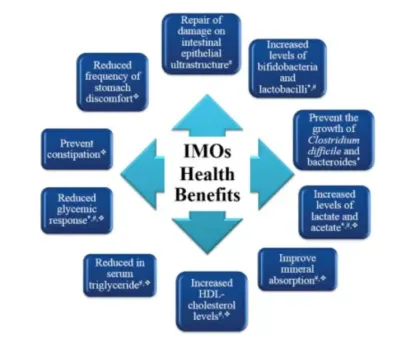 Prebiotics IMO for Regulating Intestinal Flora