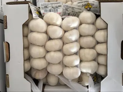 Normal white garlic/red garlic/purple garlic