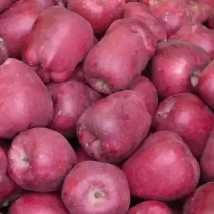 new crop huaniu apples