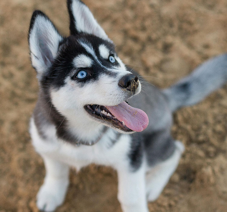 Title: How Plush Dog Toys Foster Emotional Bonding Between Owners and Their Furry Companions