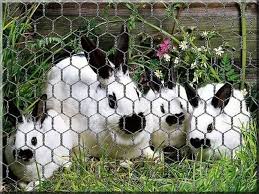 Hexagonal Rabbit Wire Mesh