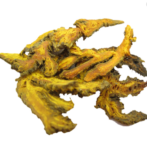 Chinese Traditional Medicine coptis chinensis