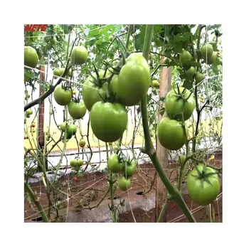 High-Strength Plastic Trellis Net for Agricultural Plant Support